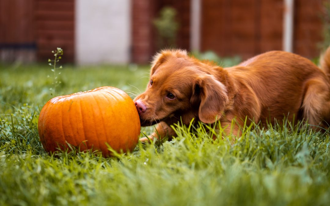 Can Your Dog Eat Pumpkin?