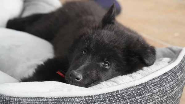 zen-pet-dog-day-care