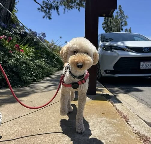 Tierrasanta Dog Walking and Pet Sitting